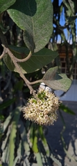 Ehretia latifolia