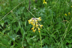 Corydalis hamata