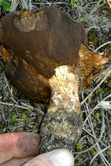 Leccinellum corsicum