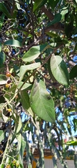 Ehretia latifolia