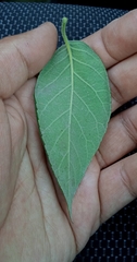 Ehretia latifolia