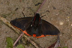 Pyrrhopyge sadia