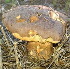 Leccinellum corsicum