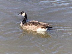 Branta