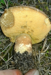 Leccinellum corsicum