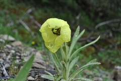 Meconopsis lijiangensis
