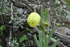 Meconopsis lijiangensis
