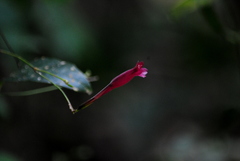 Ruellia angustiflora