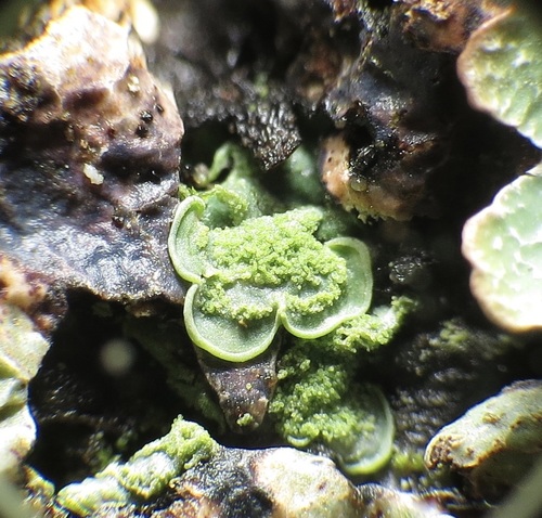 Elf Ears lichen