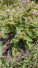 Solanum juvenale