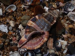Monoplex pilearis