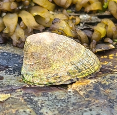 Siphonaria lessonii