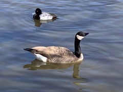 Branta