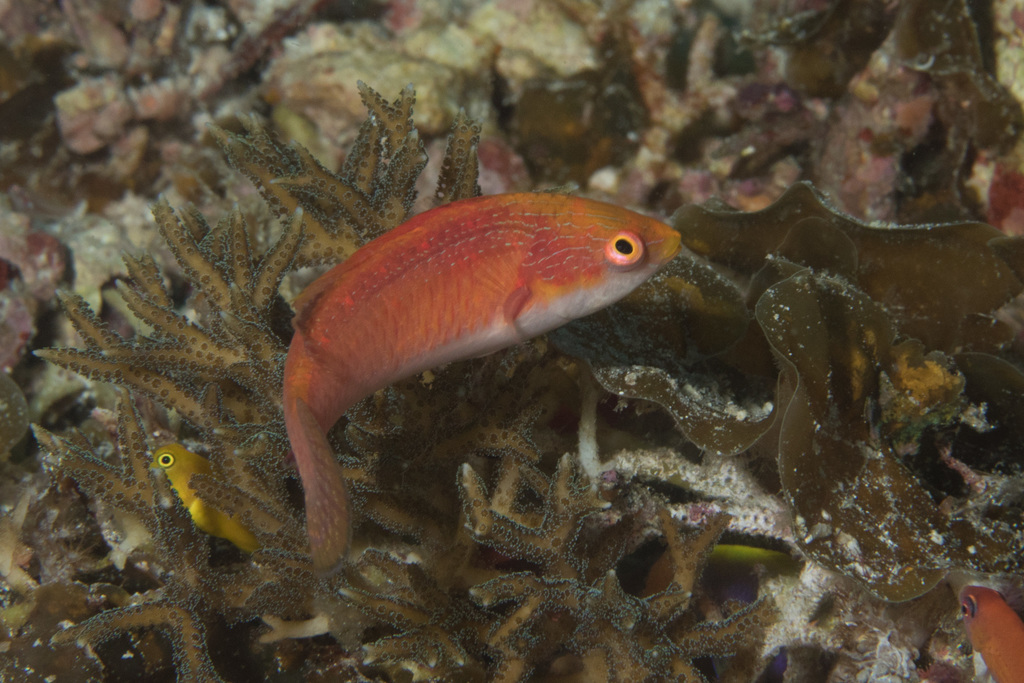 Tono's fairy wrasse (Cirrhilabrus tonozukai) — Labridae