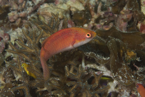 Tono's fairy wrasse (Cirrhilabrus tonozukai) — Labridae