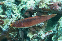 Tono's Wrasse photo 3