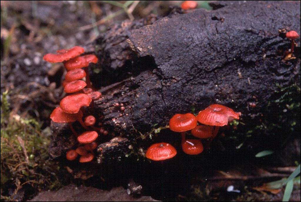 Ruby Bonnot ruby bonnet from Morwell National Park, Fosters Gully Track, Section D ...