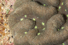 Lobophyllia agaricia