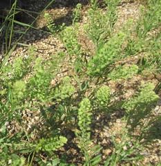 Lepidium austrinum