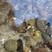photo of California Scorpionfish (Scorpaena guttata)