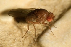 Drosophila immigrans