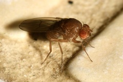 Drosophila immigrans
