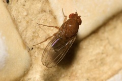 Drosophila immigrans