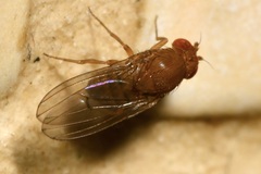Drosophila immigrans