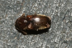 Cryptophagus scanicus