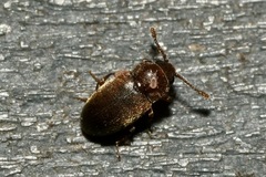 Cryptophagus scanicus