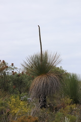 Xanthorrhoea platyphylla