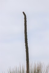 Xanthorrhoea platyphylla