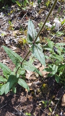 Penstemon canescens