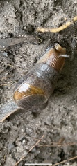 Parmavitrina planilabris