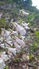 Penstemon canescens