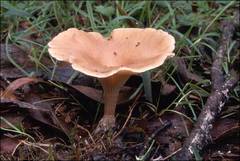 Leucopaxillus eucalyptorum