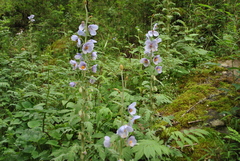 Meconopsis wilsonii