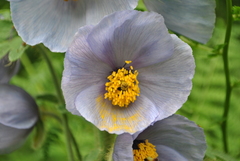 Meconopsis wilsonii