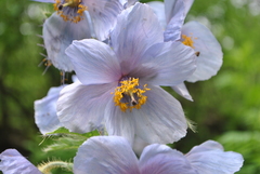 Meconopsis wilsonii