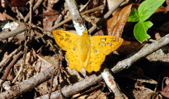 Myscelus amystis