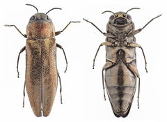 Agrilus convexicollis