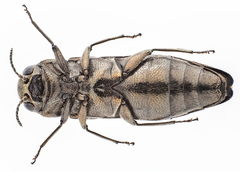 Agrilus convexicollis