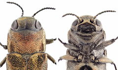 Agrilus convexicollis