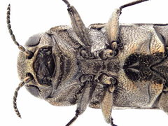 Agrilus convexicollis