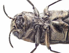 Agrilus convexicollis