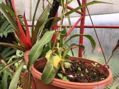 Nepenthes spectabilis
