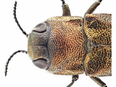 Agrilus convexicollis