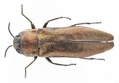Agrilus convexicollis