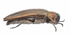 Agrilus convexicollis