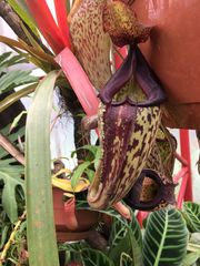 Nepenthes spectabilis